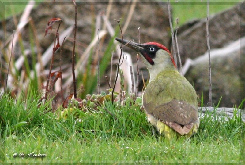 European Green Woodpecker