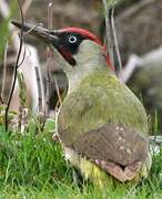 European Green Woodpecker