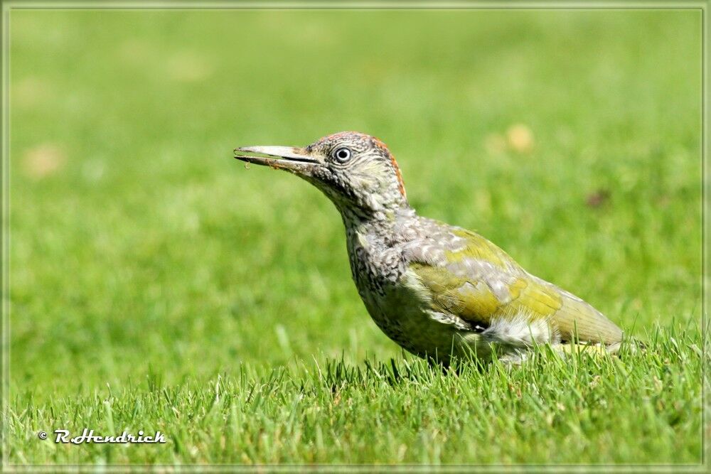 European Green Woodpecker