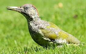 European Green Woodpecker