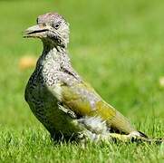 European Green Woodpecker