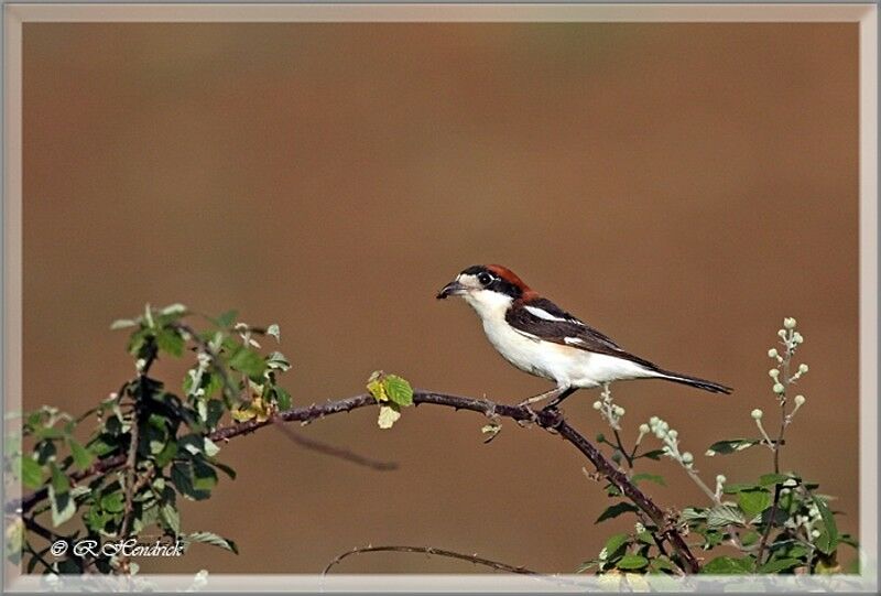 Woodchat Shrike