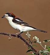 Woodchat Shrike