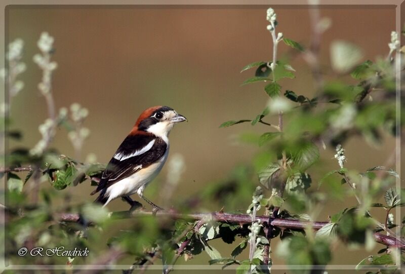 Woodchat Shrike