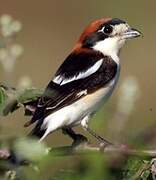 Woodchat Shrike