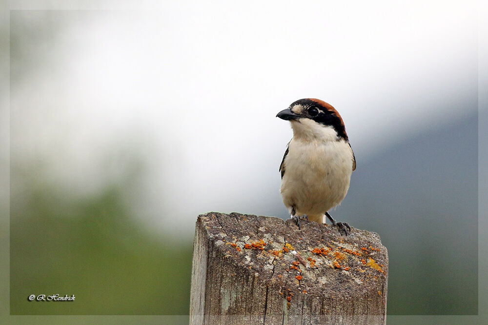 Woodchat Shrike