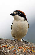 Woodchat Shrike