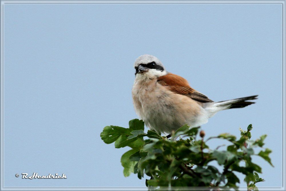 Red-backed Shrike