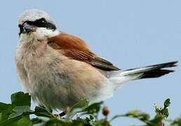 Red-backed Shrike