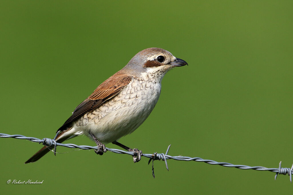 Red-backed Shrike