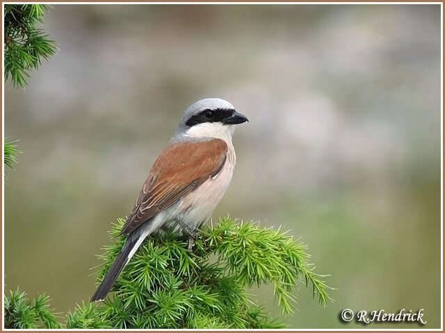 Red-backed Shrike