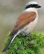 Red-backed Shrike