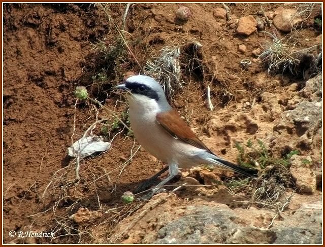 Red-backed Shrike