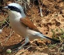 Red-backed Shrike