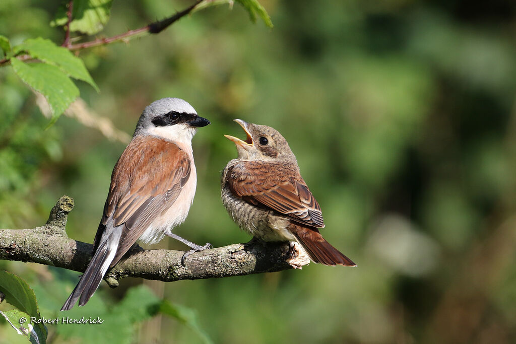 Red-backed Shrike