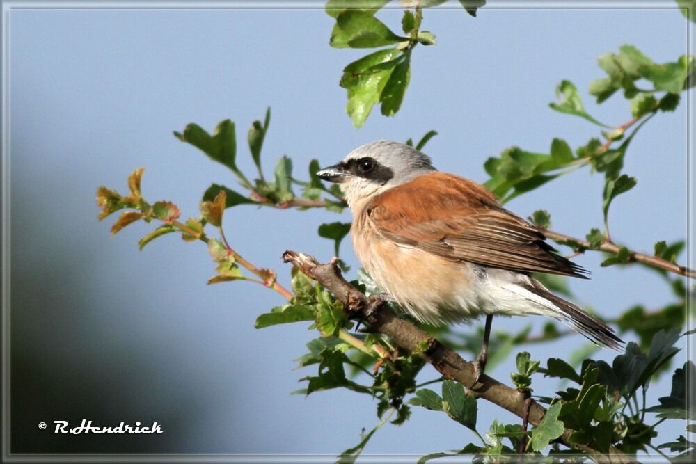 Red-backed Shrike