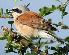 Red-backed Shrike