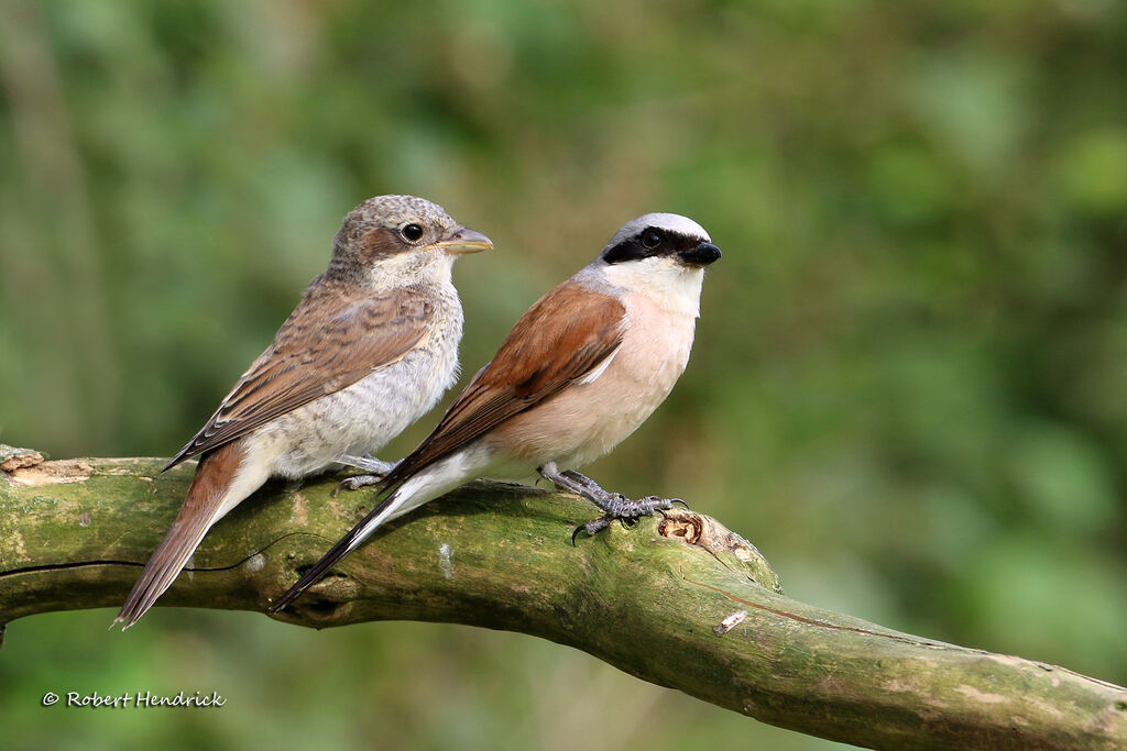 Red-backed Shrike