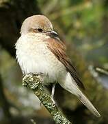 Red-backed Shrike