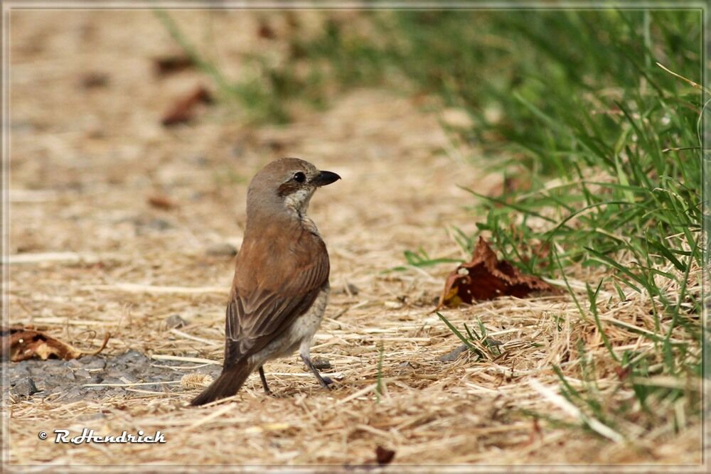 Red-backed Shrike