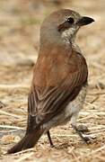 Red-backed Shrike