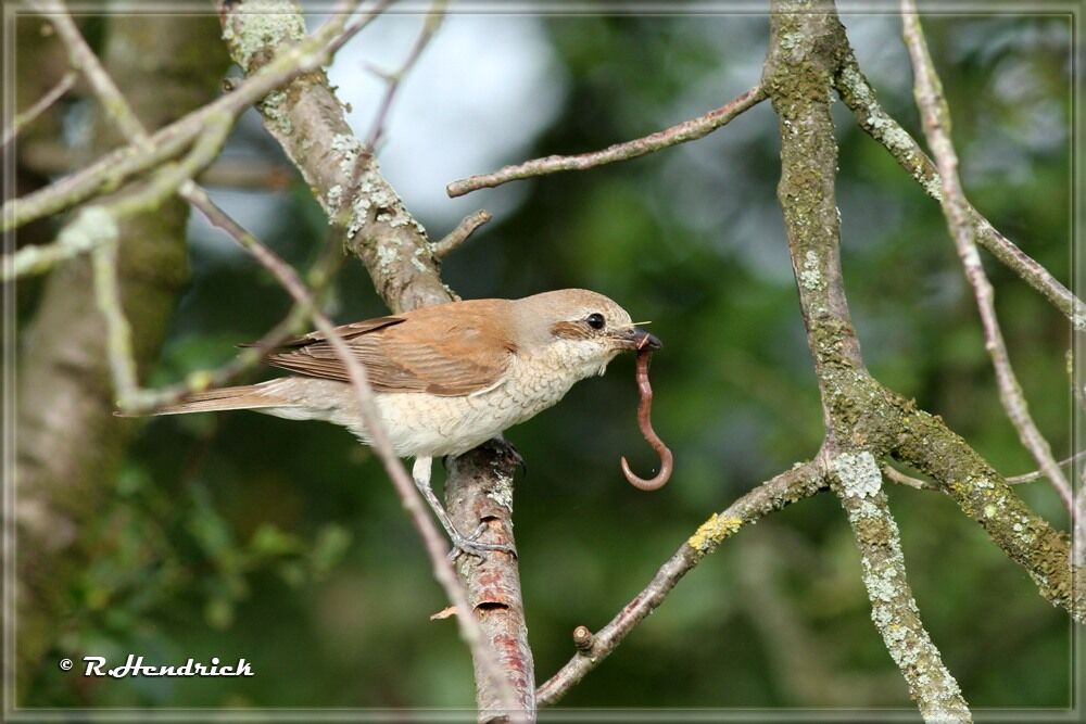 Red-backed Shrike