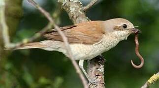 Red-backed Shrike