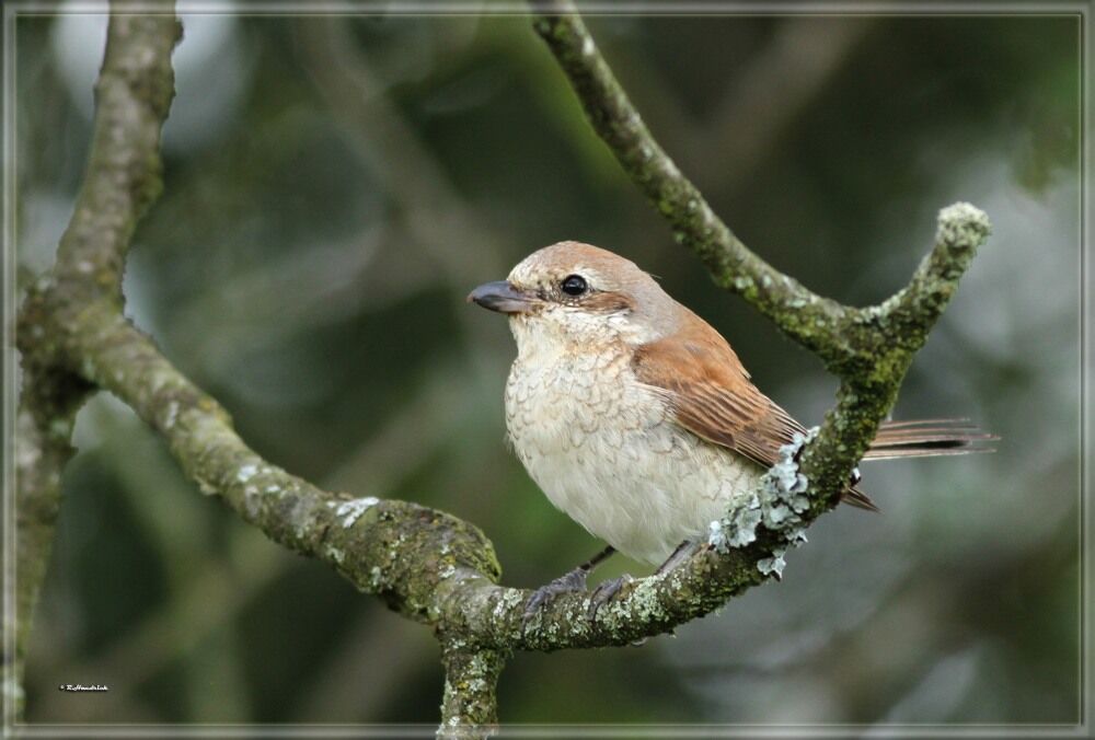 Red-backed Shrike