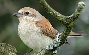 Red-backed Shrike