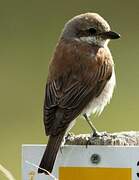 Red-backed Shrike