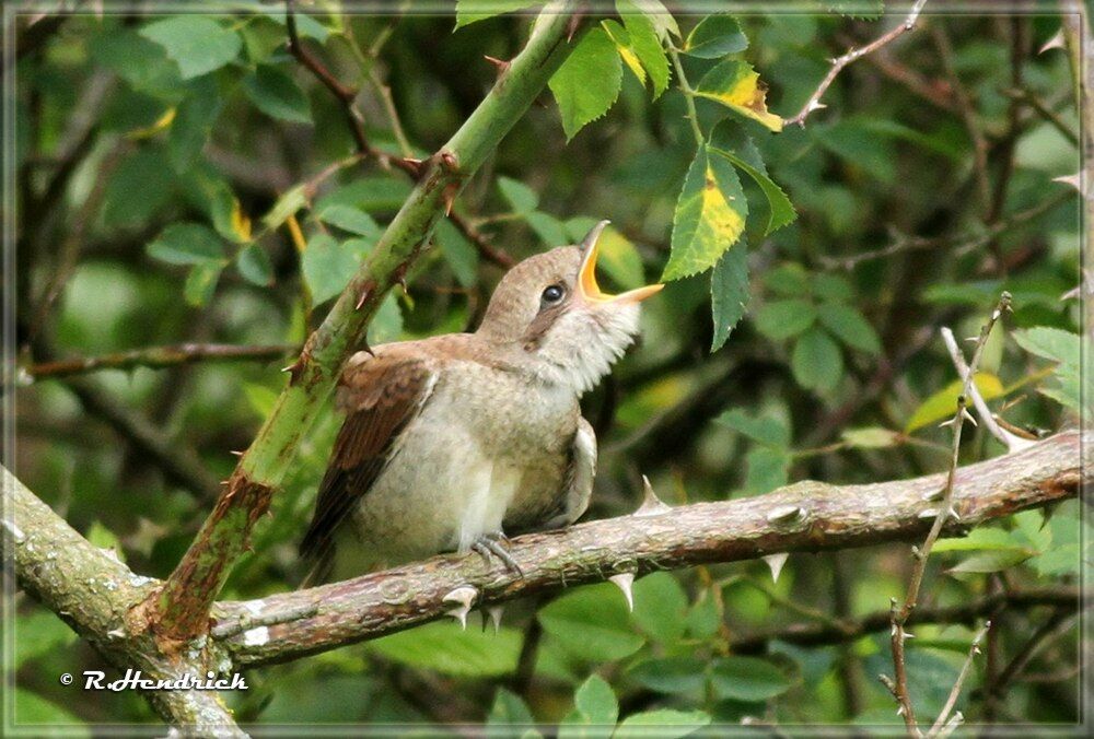 Red-backed Shrike