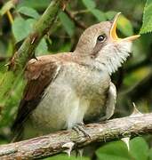 Red-backed Shrike