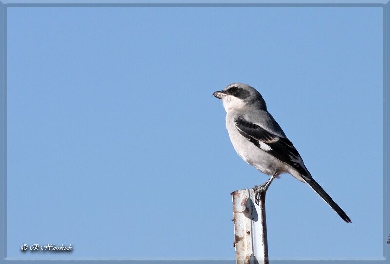 Loggerhead Shrike