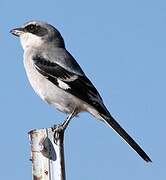 Loggerhead Shrike