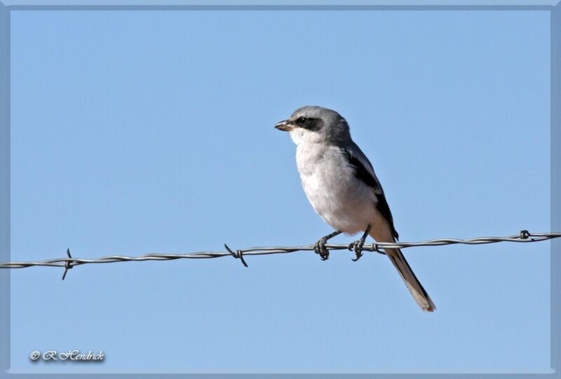 Loggerhead Shrike