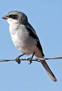 Loggerhead Shrike