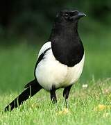 Eurasian Magpie