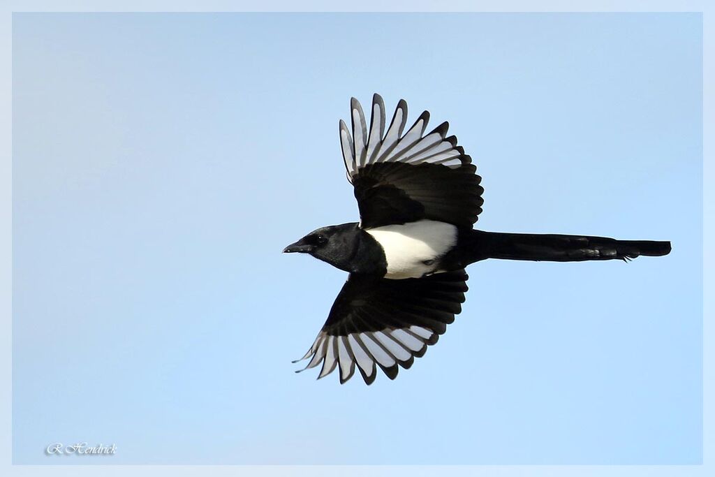 Eurasian Magpie