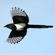 Eurasian Magpie