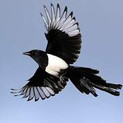 Eurasian Magpie