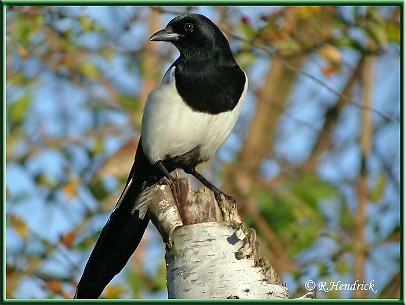 Eurasian Magpie