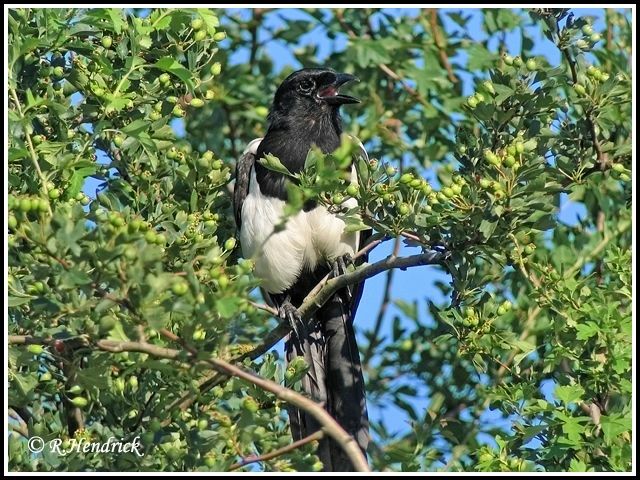 Eurasian Magpie