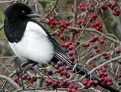 Eurasian Magpie