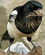 Eurasian Magpie