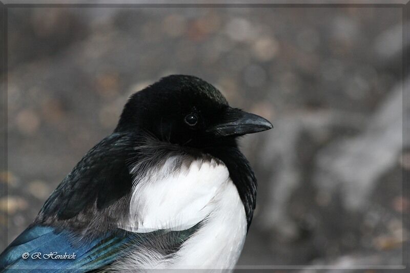 Eurasian Magpie