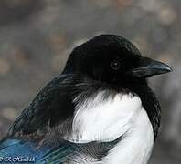 Eurasian Magpie