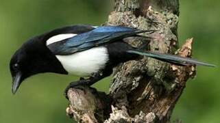 Eurasian Magpie