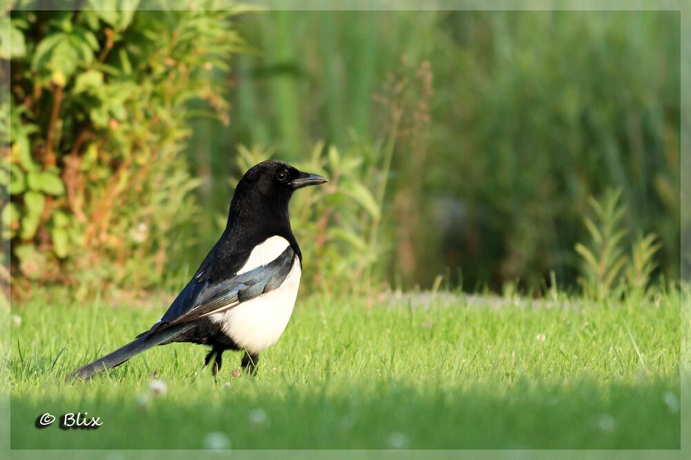 Eurasian Magpie