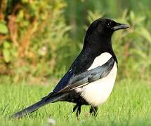 Eurasian Magpie