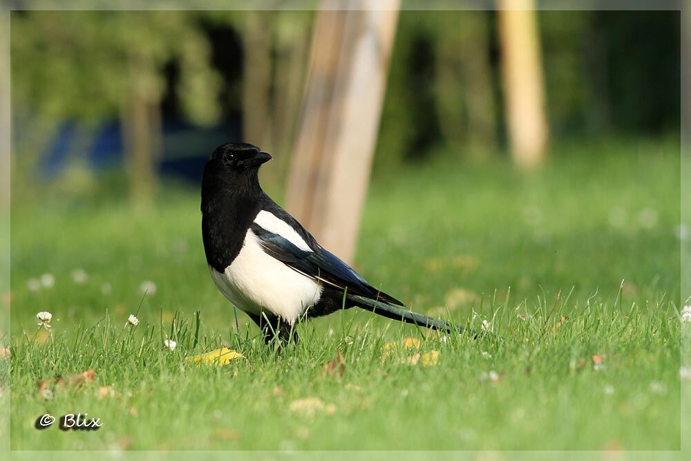 Eurasian Magpie